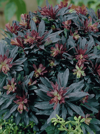 Молочай многоцветковый Purpurea