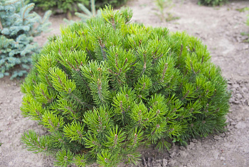 Сосна горная Мугус