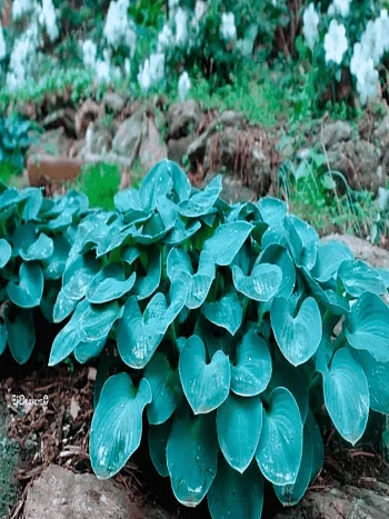 Хоста Blue Mouse Ears