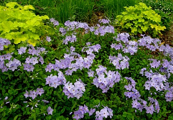 Флокс Столоносный Blue Ridge