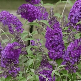 Буддлея давида  Purple Prince