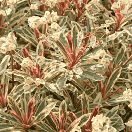 Молочай миндалевидный Frosted Flame