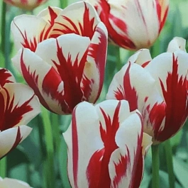 Тюльпан триумф Carnaval De Rio