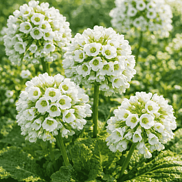 Бадан сердцелистный Snowtime