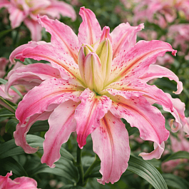 Лилия Broken Heart (Lotus Elegance)