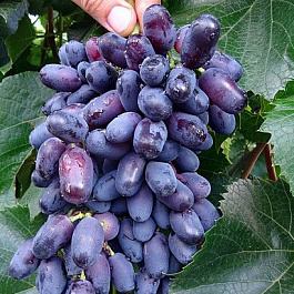Виноград плодовый Памяти Дженеева (Академик)