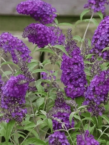 Буддлея давида  Purple Prince