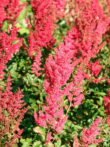 Астильба китайская Hot Pearls