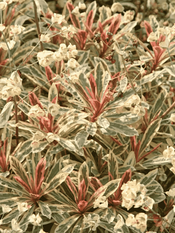 Молочай миндалевидный Frosted Flame