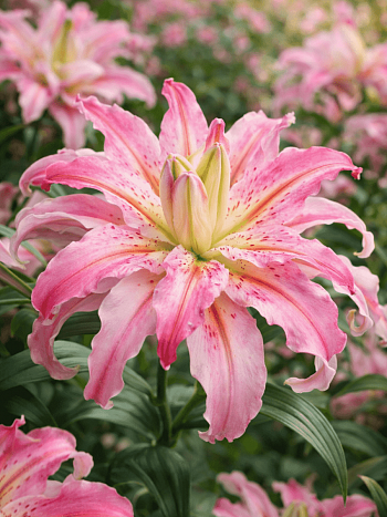 Лилия Broken Heart (Lotus Elegance)