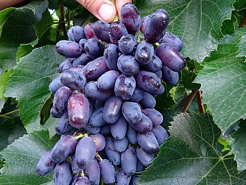 Виноград плодовый Памяти Дженеева (Академик) Виноград плодовый Памяти Дженеева (Академик)