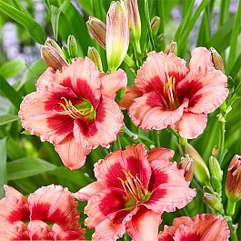 Лилейник гибридный Дресс Пинк