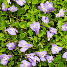 Мазус укореняющийся