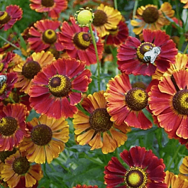 Гелениум осенний Dunkle Pracht