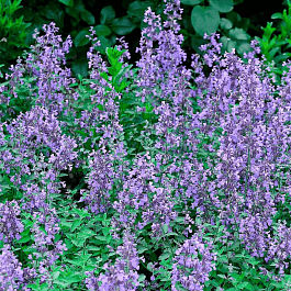 Котовник Фассена 'Senior'