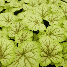 Гейхера Happy Moon