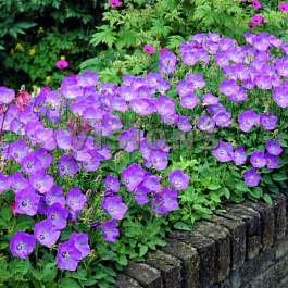 Колокольчик карпатский Блю Клипс Колокольчик карпатский Блю Клипс