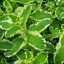 Мята Пестролистная