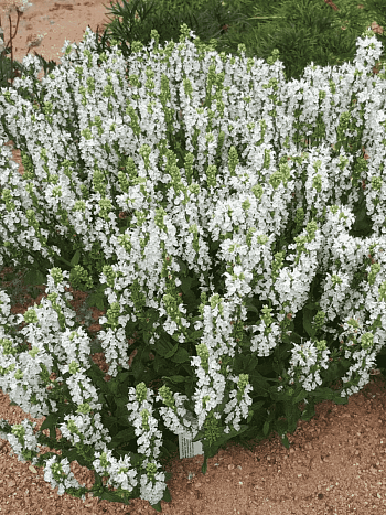 Шалфей пышный Merleau White