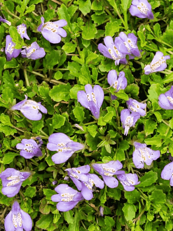 Мазус укореняющийся