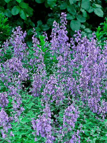 Котовник Фассена 'Senior'