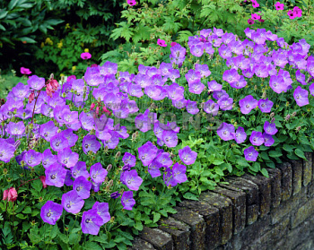 Колокольчик карпатский Блю Клипс