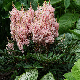 Астильба японская Лук эт Ми НАБОР 2ШТ (1+1)