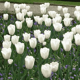 Тюльпан ранний White Prince