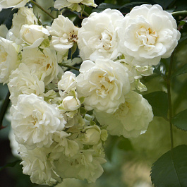 Роза плетистая Вальс Вольке Роза плетистая Вальс Вольке