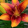 Лилия Tiny Orange Sensation