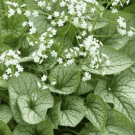 Бруннера крупнолистная Mister Morse