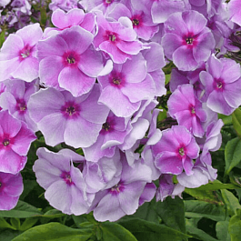 Флокс метельчатый  Grafin von Schwerin