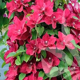 Клематис Scarlet Windmill