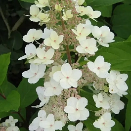 Гортензия метельчатая  Tardiva