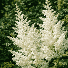Астильба китайская Visions in White