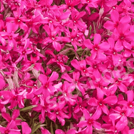 Флокс шиловидный Red Wings