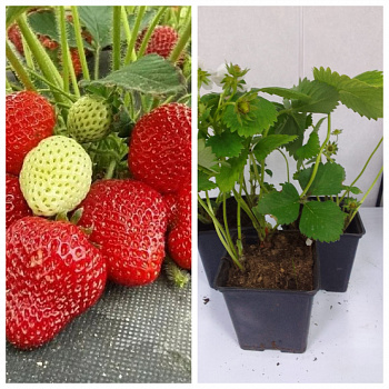 Земляника садовая Аллегро НАБОР 3ШТ