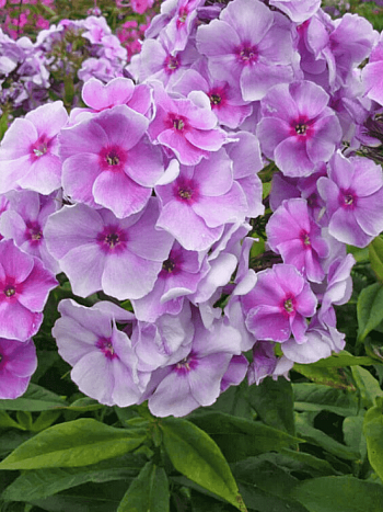 Флокс метельчатый  Grafin von Schwerin