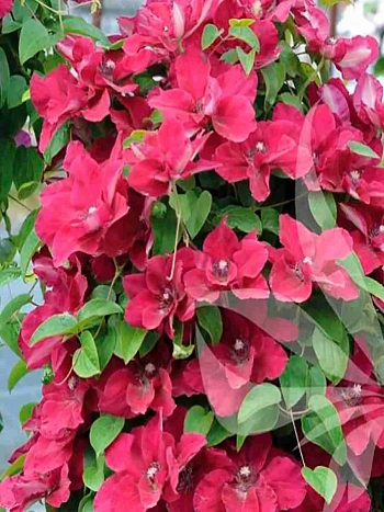 Клематис Scarlet Windmill