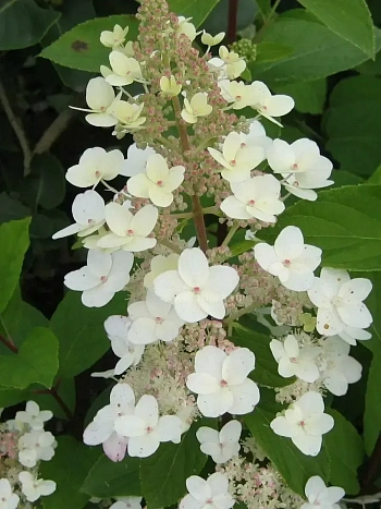 Гортензия метельчатая  Tardiva