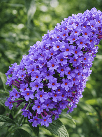 Буддлея давида Nanho Blue