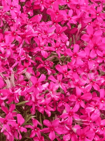 Флокс шиловидный Red Wings