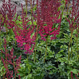 Астильба китайская Сardinal