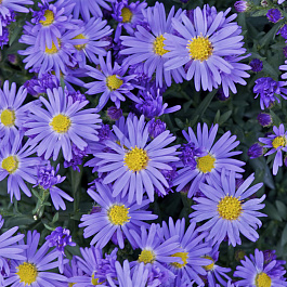 Астра кустарниковая Проф. Антон Киппенберг