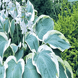 Хоста Orion's Belt
