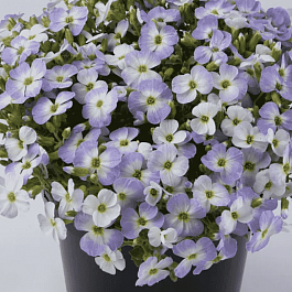 Аубриета Florado Blue Blush Bicolor