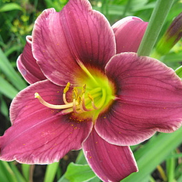 Лилейник гибридный Литтл Мисси