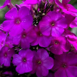 Флокс метельчатый Делила Флокс метельчатый Делила