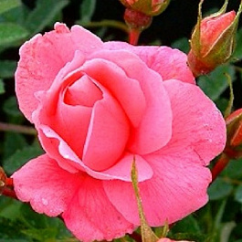 Роза канадская парковая Прайри Даун Роза канадская парковая Прайри Даун