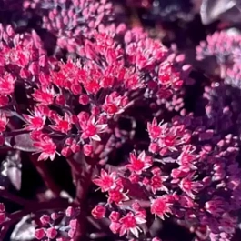 Очиток видный Nova Cherry Fizz